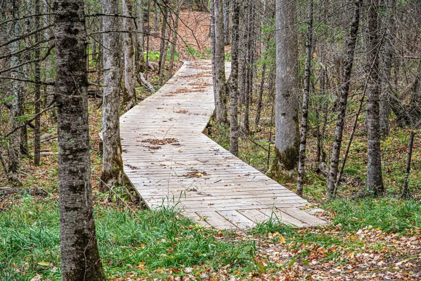 Wooden land bridge winding through the forest